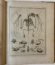 [Pallas, Peter Simon / Pieter Boddaert]., [Natural History] Dierkundige beschouwingen, eeniger soorten van zeldzame dieren, door naauwkeurige beschryvingen, afbeeldingen en verhandelingen opgeheldert. Rotterdam, J. Meyneken, [ca. 1793], 6+32+38+35+32+30+28 pp.